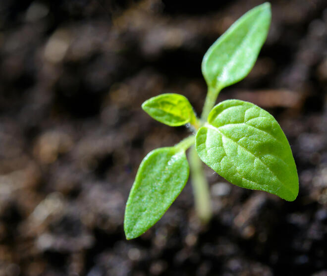 MinARva Consulting Ltd